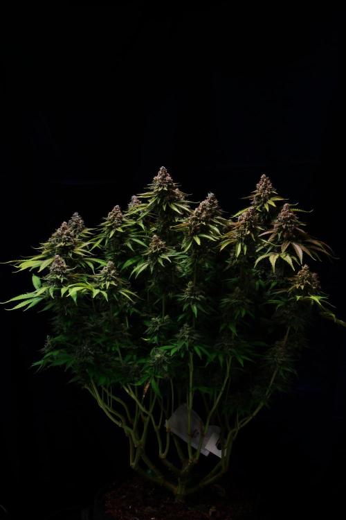 Black Apple Hitchcock. Week 16