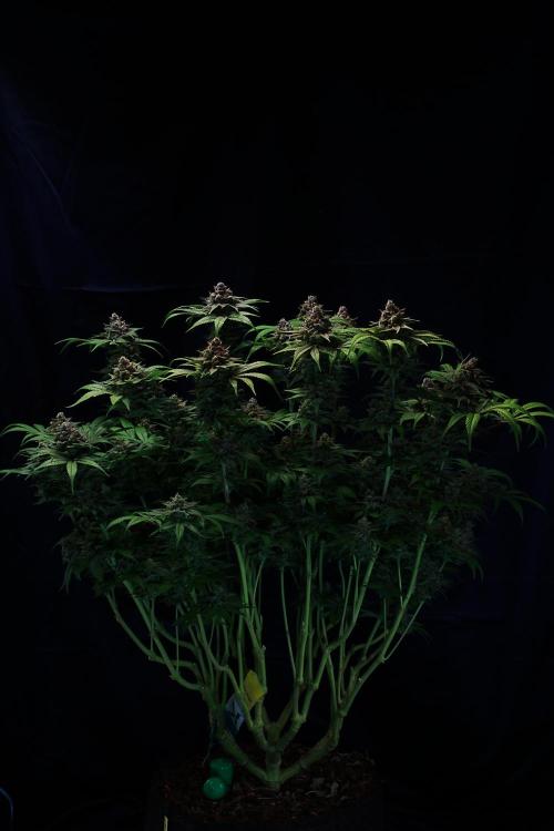 Black Apple Hitchcock. Week 16