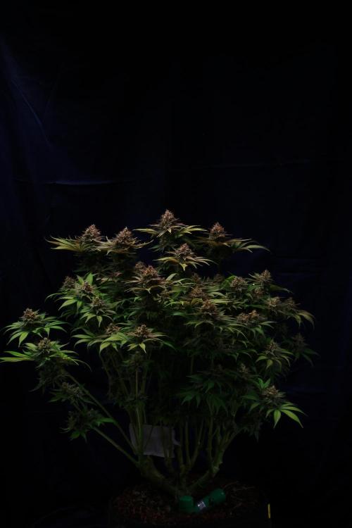 Black Apple Hitchcock. Week 16