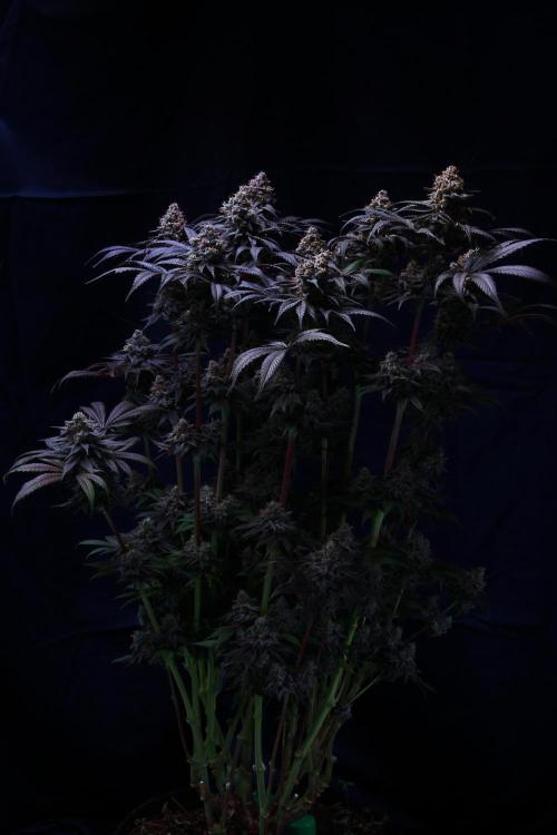 Black Apple Hitchcock. Week 16