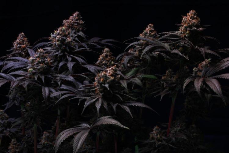 Black Apple Hitchcock. Week 16