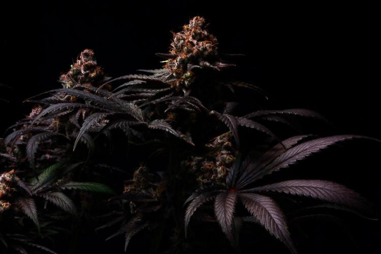 Black Apple Hitchcock. Week 16