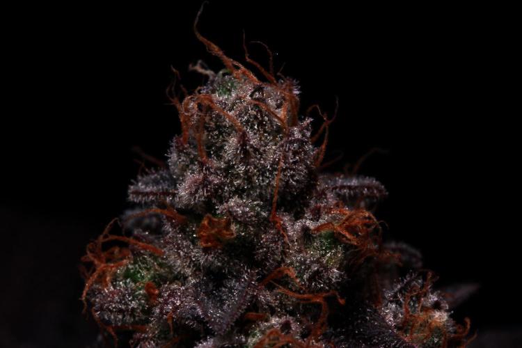 Black Apple Hitchcock. Week 16