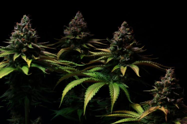 Black Apple Hitchcock. Week 16