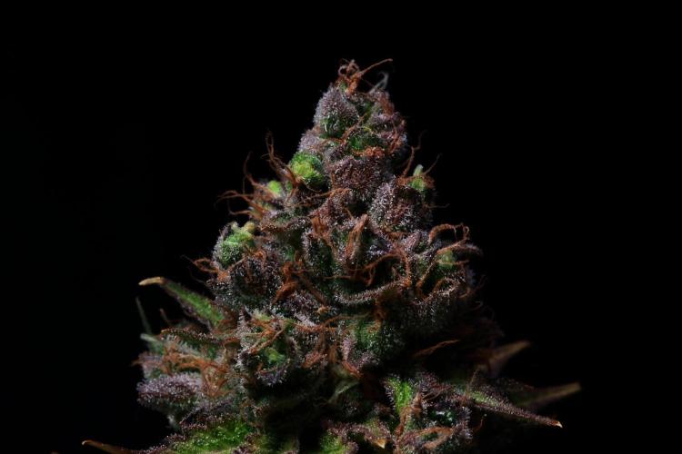 Black Apple Hitchcock. Week 16