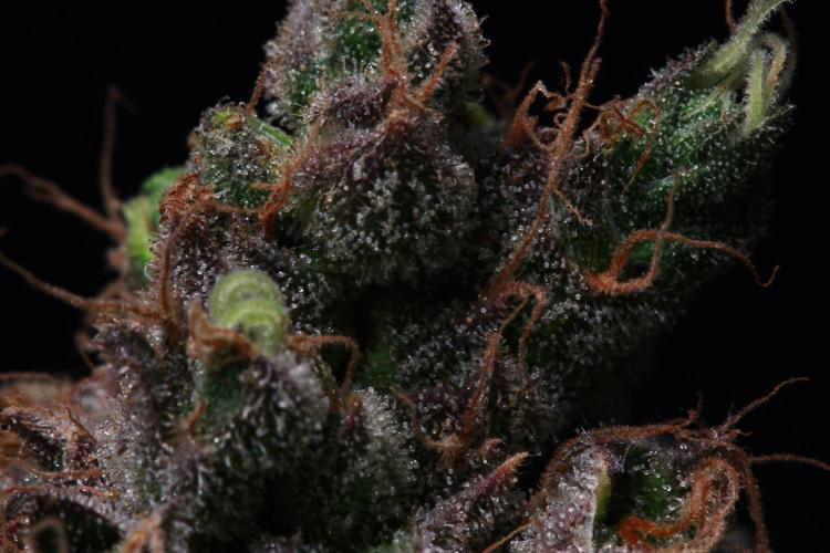 Black Apple Hitchcock. Week 16