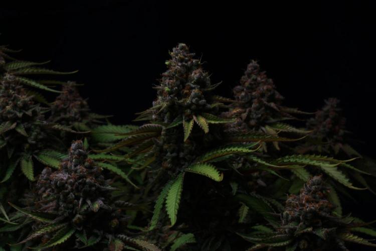 Black Apple Hitchcock. Week 16