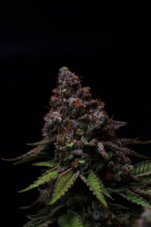 Black Apple Hitchcock. Week 16