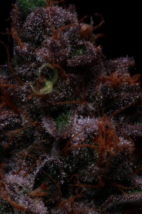 Black Apple Hitchcock. Week 16