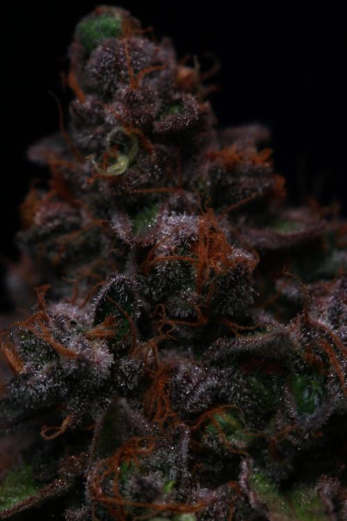 Black Apple Hitchcock. Week 16