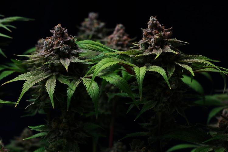 Black Apple Hitchcock. Week 16