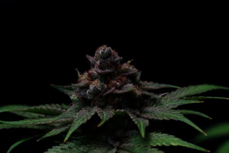 Black Apple Hitchcock. Week 16