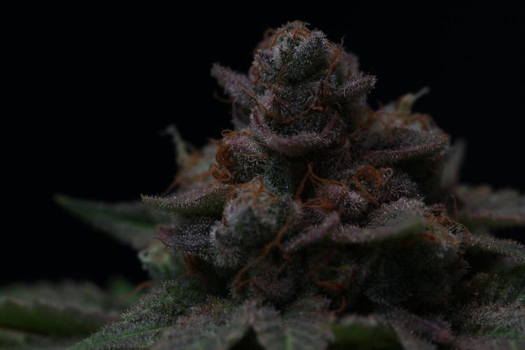 Black Apple Hitchcock. Week 16