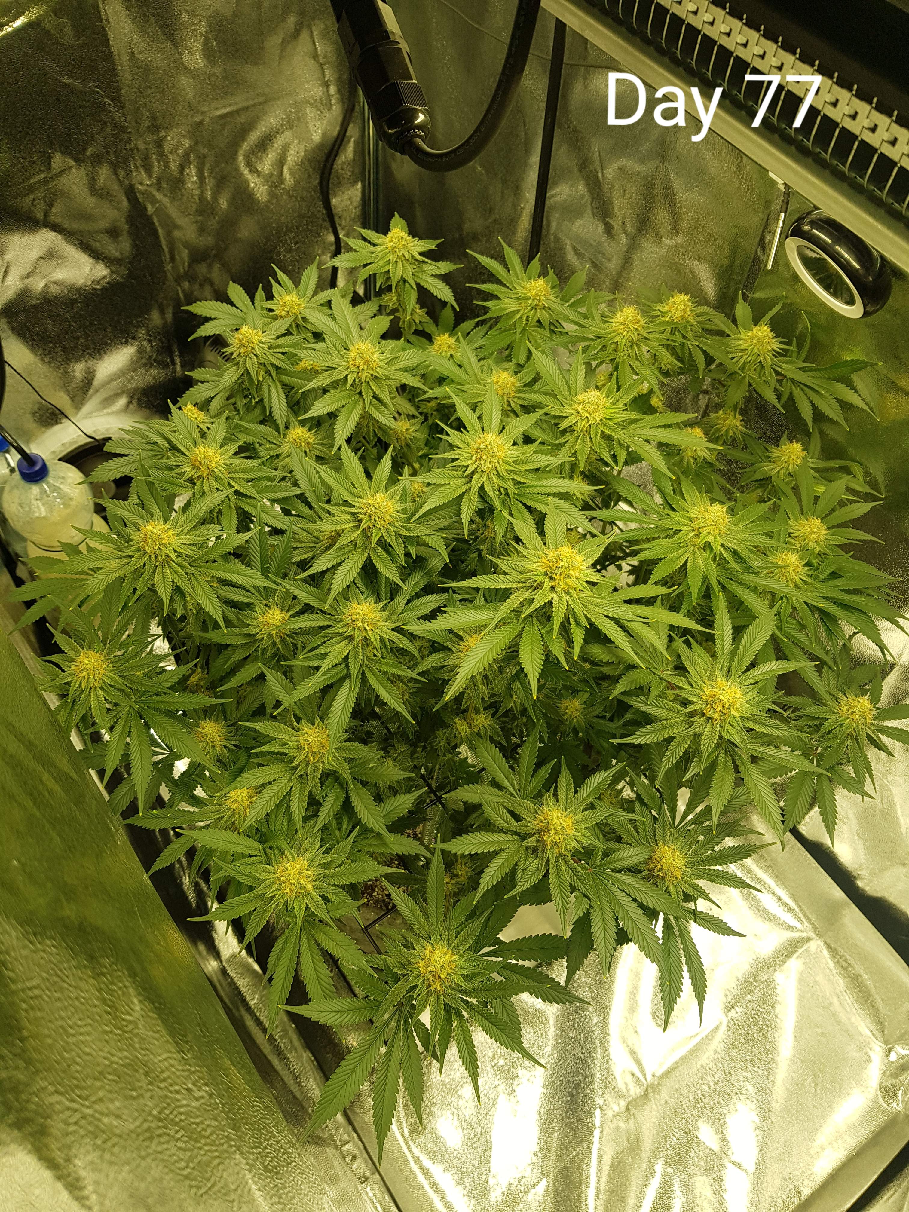 Barney's Farm Pineapple Chunk grow diary (journal) week11 by