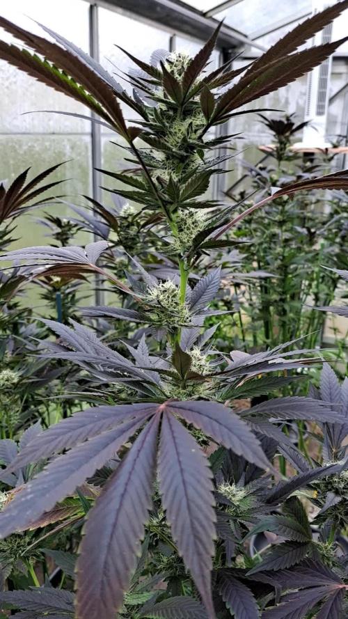 Motherplants '24