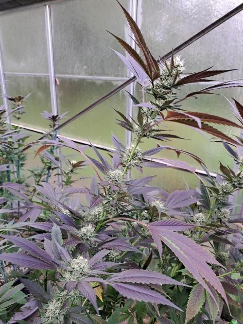 OUT/GH Various Strains Clones 2024