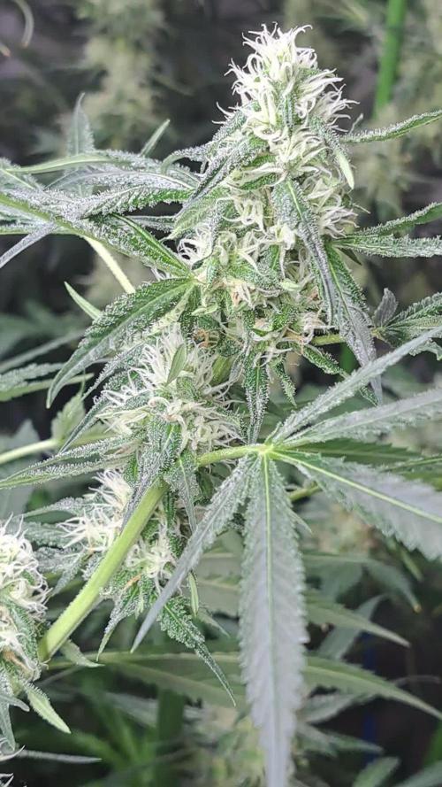 IN Biscotti Zamnesia 3 phenos