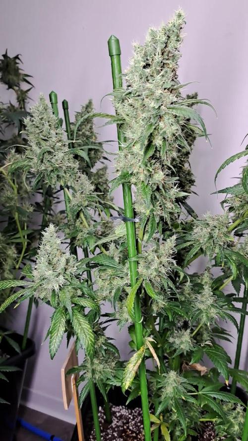 IN Biscotti Zamnesia clones 3 phenos