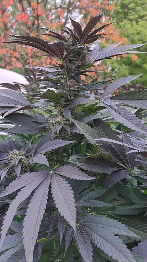 OUT/GH Liberty Haze & Cookies Gelato