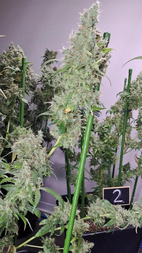 IN Biscotti Zamnesia clones 3 phenos