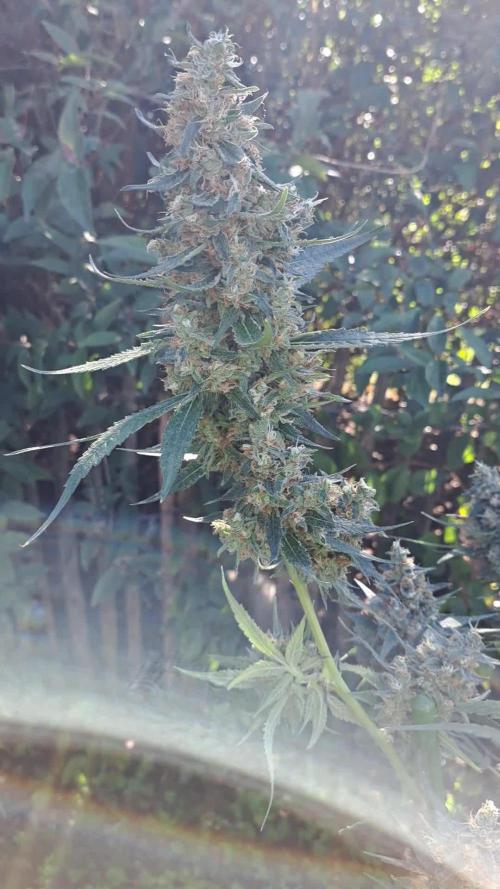 IN Biscotti Zamnesia clones 3 phenos