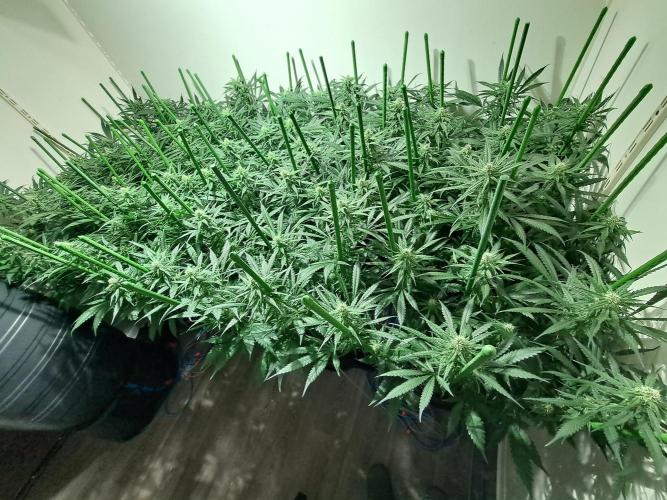 IN Liberty Haze & Biotabs. Week 13 - DAY29 Before defoliation