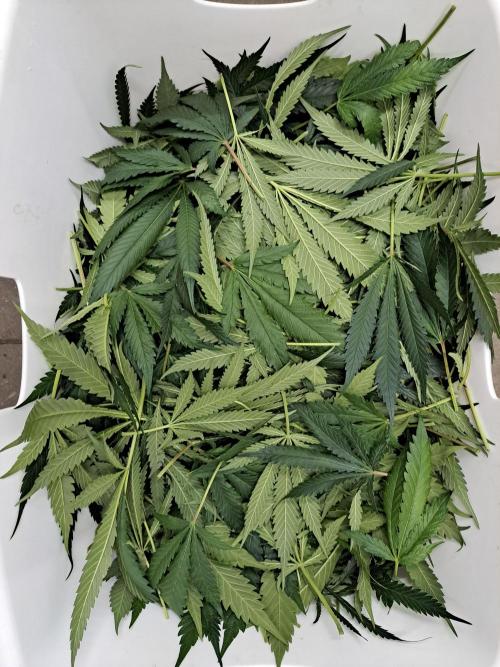 IN Liberty Haze & Biotabs. Week 13 - DAY29 Defoliation