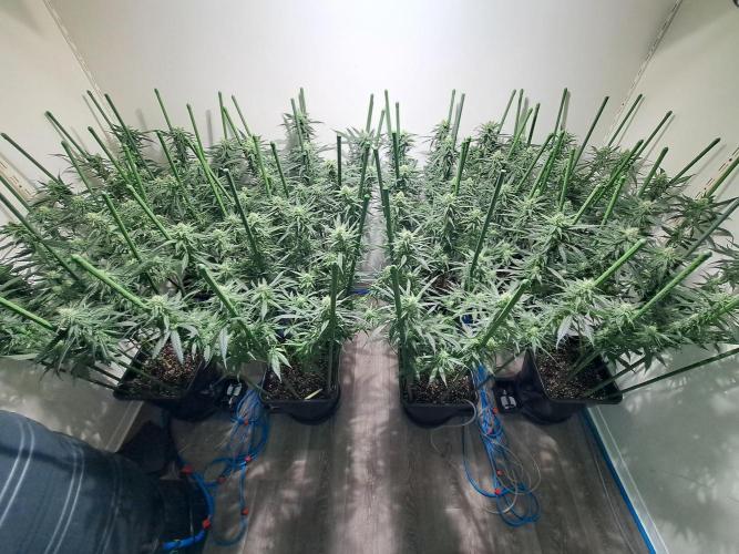 IN Liberty Haze & Biotabs. Week 13 - DAY29 AFTER defoliation