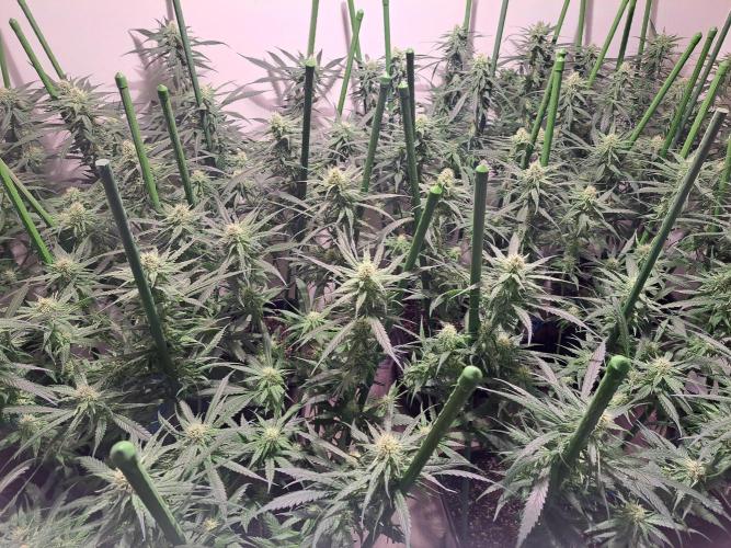 IN Liberty Haze & Biotabs. Week 13 - DAY29 AFTER defoliation