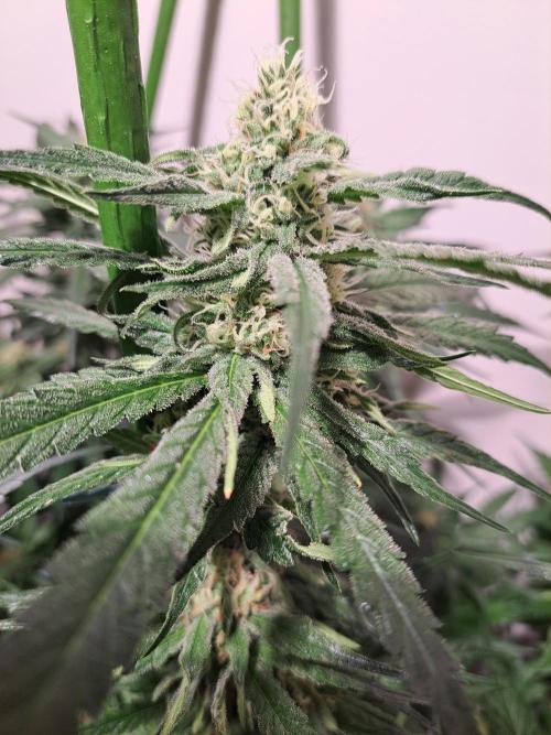 IN Liberty Haze & Biotabs. Week 13 - DAY3DAY344