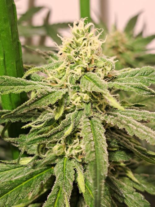 IN Liberty Haze & Biotabs. Week 13 - DAY34