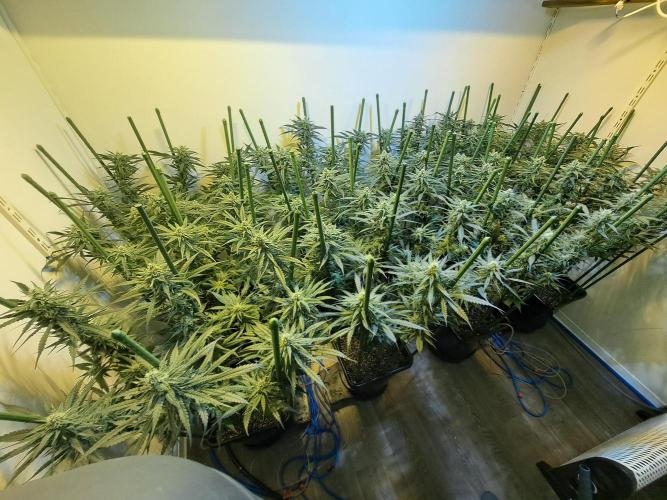 IN Liberty Haze & Biotabs. Week 13 - DAY34