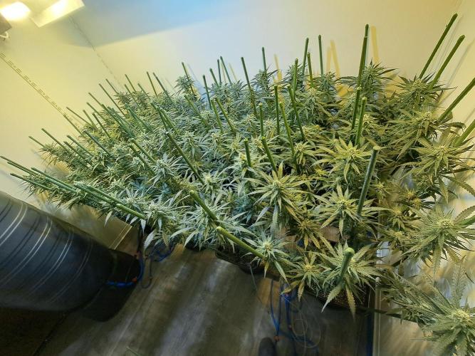 IN Liberty Haze & Biotabs. Week 13 - DAY34