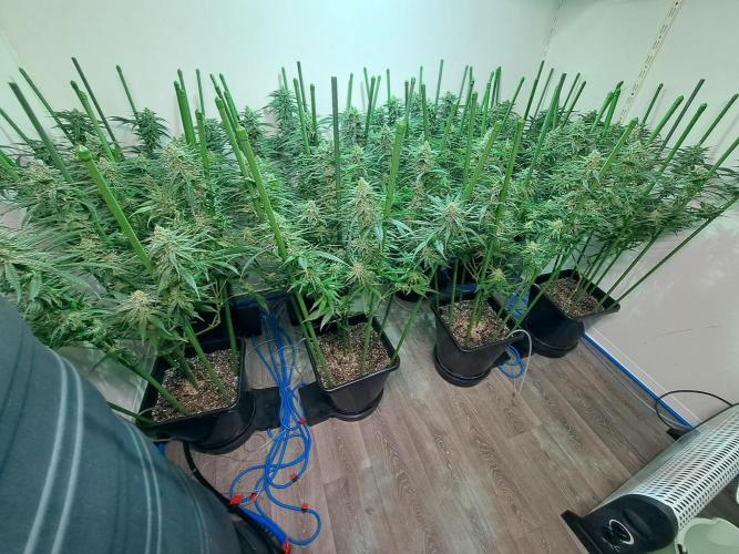 IN Liberty Haze & Biotabs. Week 14 - DAY40 Overview growroom