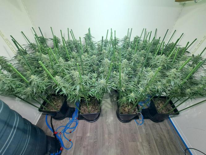 IN Liberty Haze & Biotabs. Week 14 - DAY40 Overview growroom