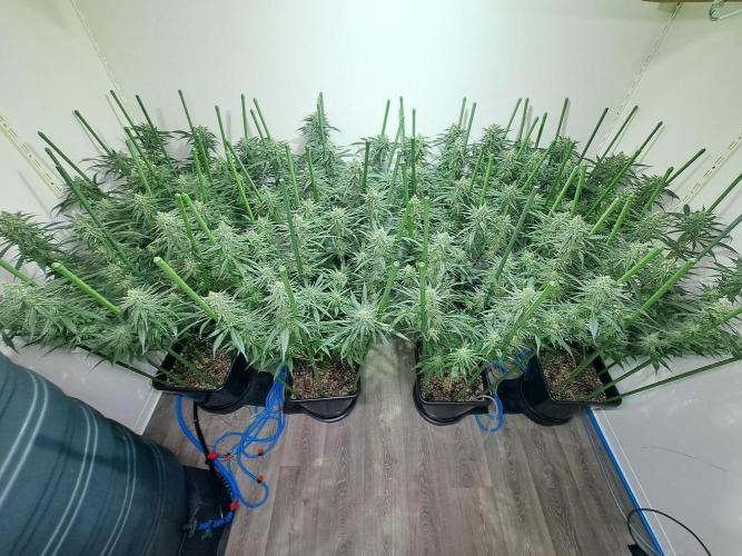 IN Liberty Haze & Biotabs. Week 14 - DAY40 Overview growroom