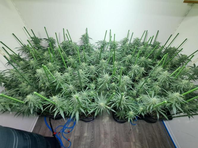 IN Liberty Haze & Biotabs. Week 14 - DAY40 Overview growroom