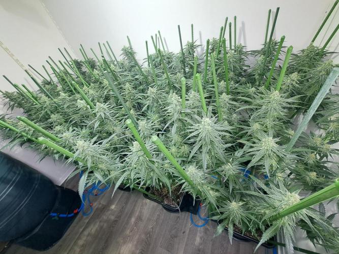 IN Liberty Haze & Biotabs. Week 14 - DAY40 Overview growroom