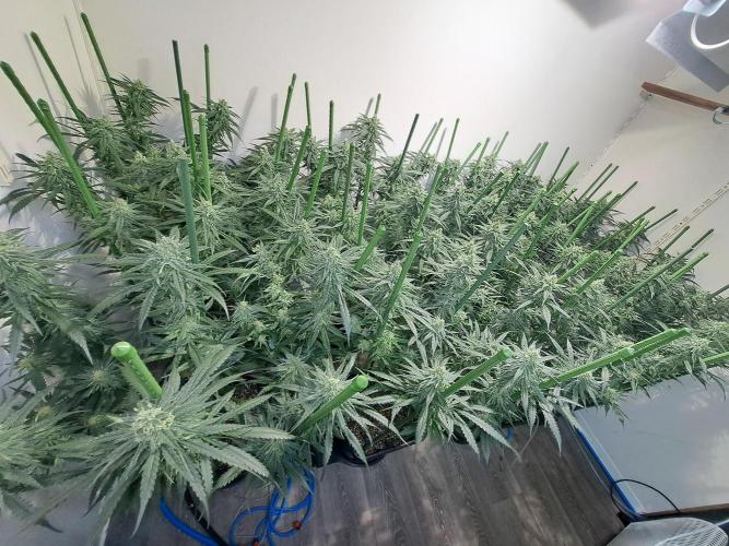 IN Liberty Haze & Biotabs. Week 14 - DAY40 Overview growroom