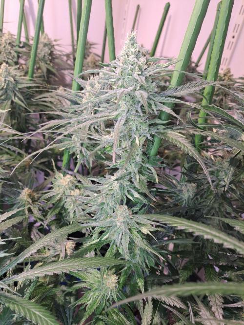 IN Liberty Haze & Biotabs. Week 14 - DAY40 Flowering bud