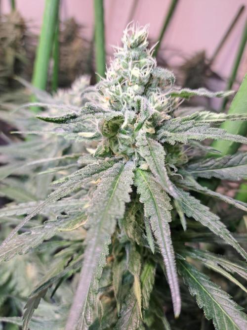 IN Liberty Haze & Biotabs. Week 14 - DAY40 Flowering bud