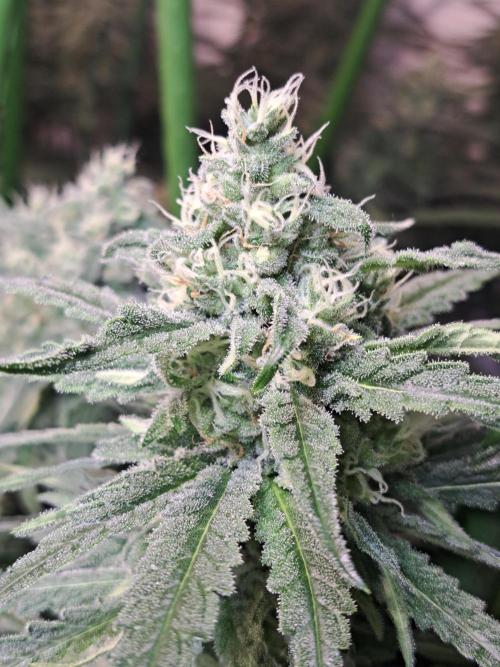 IN Liberty Haze & Biotabs. Week 14 - DAY40 Flowering bud