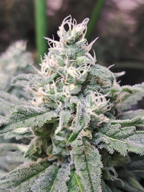 IN Liberty Haze & Biotabs. Week 14 - DAY40 Flowering bud