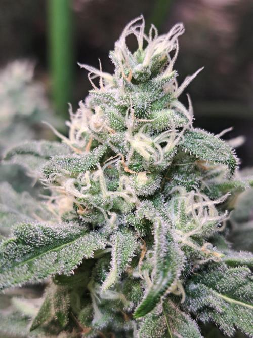 IN Liberty Haze & Biotabs. Week 14 - DAY40 Flowering bud