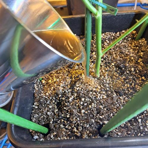 IN Liberty Haze & Biotabs. Week 14 - DAY40 Bio PK