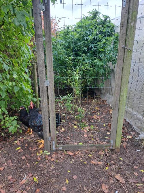 OUT Biscotti Zamnesia Clones. Week 36 - DAY252 My outdoor garden