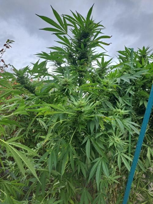 OUT Biscotti Zamnesia Clones. Week 36 - DAY252 Pheno #1