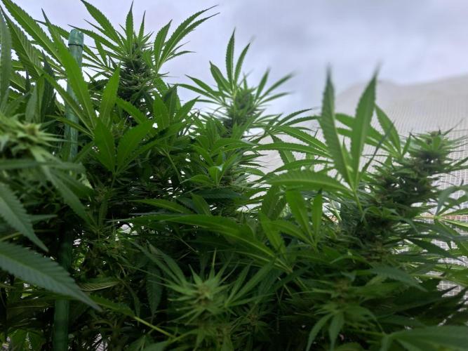 OUT Biscotti Zamnesia Clones. Week 36 - DAY252 Pheno #1