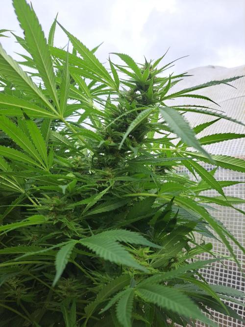 OUT Biscotti Zamnesia Clones. Week 36 - DAY252 Pheno #1