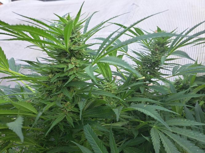 OUT Biscotti Zamnesia Clones. Week 36 - DAY252 Pheno #1